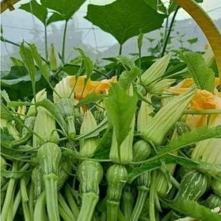 Hạt Giống Bí Siêu Nụ Cao Sản, Dễ trồng năng xuất cao, kháng sâu bệnh tốt- 10 gam hạt