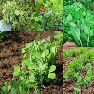 50 Gam- Hạt Giống Đậu Hà Lan Ăn Ngọn, sinh trưởng phát triển khoẻ, kháng sâu bệnh , thu hoạch lâu dài