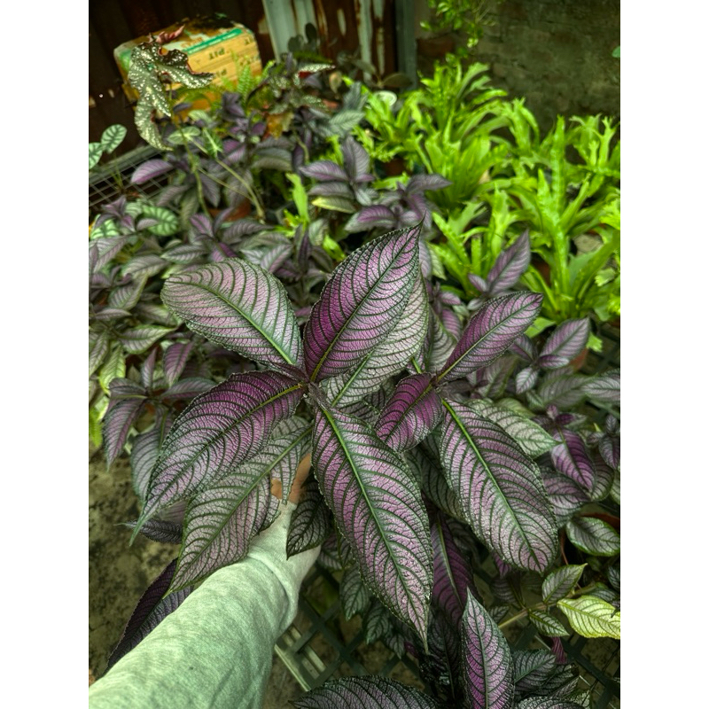 Chậu cứng persian shield - gấm phụng hoàng