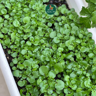 Hạt Giống Rau Cải Xoong Mỹ (Gói 1g~500 Hạt) Trồng Cạn, Dễ Trồng, Nhanh Thu Hoạch