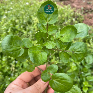 Hạt Giống Rau Cải Xoong Mỹ (Gói 1g~500 Hạt) Trồng Cạn, Dễ Trồng, Nhanh Thu Hoạch