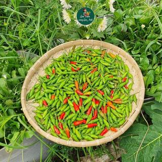 Hạt giống Ớt Xiêm Rừng Siêu Cay (Gói 100 Hạt) Dễ Trồng, Sinh Trưởng Khỏe, Trồng Quanh Năm