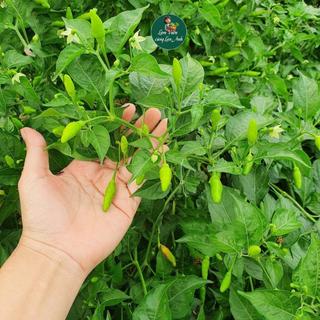 Hạt giống Ớt Xiêm Rừng Siêu Cay (Gói 100 Hạt) Dễ Trồng, Sinh Trưởng Khỏe, Trồng Quanh Năm