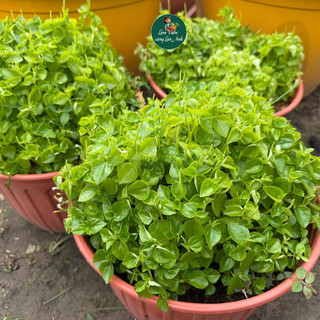 Hạt giống Càng Cua Cao Sản (Gói 2g~2000 Hạt) Dễ Trồng, Sinh Trưởng Mạnh, Trồng Quanh Năm