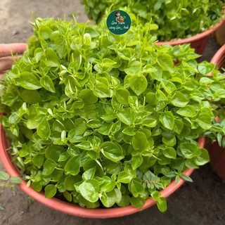 Hạt giống Càng Cua Cao Sản (Gói 2g~2000 Hạt) Dễ Trồng, Sinh Trưởng Mạnh, Trồng Quanh Năm