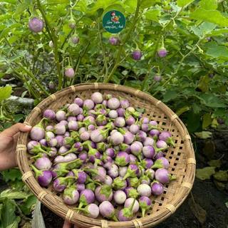 [Gói 2g~500 hạt] Hạt giống Cà Pháo Tím Siêu Quả, Chịu Nhiệt Tốt, Sinh Trưởng Khỏe, Trồng Quanh Năm