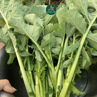 Hạt Giống Cải Ngồng Su Hào Siêu Ngọn (Gói 5g~1000 Hạt) Dễ Trồng, Sinh Trưởng Khỏe, Năng Suất Cao