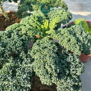 Hạt giống Cải Xoăn Kale Xanh F1 (Gói 200 Hạt) Dễ Trồng, Chịu Nhiệt Tốt, Năng Suất Cao