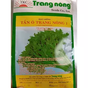 TẦN Ô TRANG NÔNG ( CẢI CÚC) - NHANH NẢY MẦM, DỄ TRỒNG