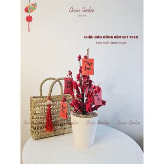 Chậu Đào Đông Trang Trí 40cm Kèm Set Treo – Decor Tết, Bàn Làm Việc, Kệ Nhà | Green Garden Decor