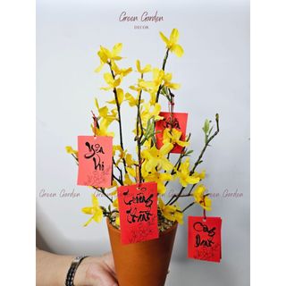 Chậu Mai Mỹ Trang Trí Tết 40cm Kèm Thẻ Treo – Decor Bàn Làm Việc, Kệ Tủ | Green Garden Decor
