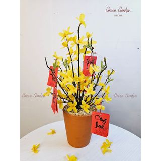 Chậu Mai Mỹ Trang Trí Tết 40cm Kèm Thẻ Treo – Decor Bàn Làm Việc, Kệ Tủ | Green Garden Decor