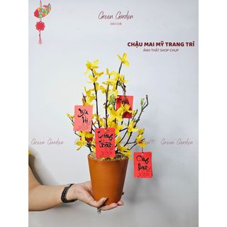 Chậu Mai Mỹ Trang Trí Tết 40cm Kèm Thẻ Treo – Decor Bàn Làm Việc, Kệ Tủ | Green Garden Decor