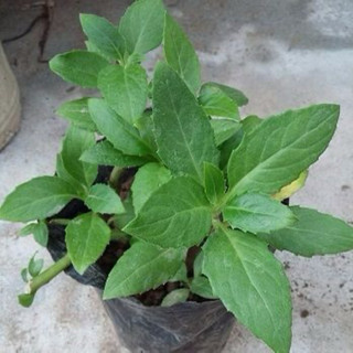 combo 10 cây rau bầu đất