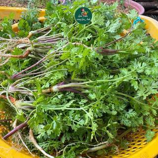 Hạt Giống Mùi Tím (Ngò Tím) Dễ Trồng,Thơm ngon, Kháng Bệnh Tốt, Năng Suất Cao - Gói 20g~3000 Hạt