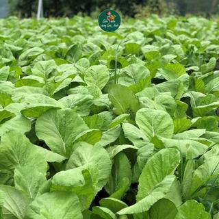 Hạt Giống Cải Mơ Lùn (Gói 20g~3000 hạt) Dễ Trông, Sinh Trưởng Tốt, Nhanh Thu Hoạch, Trồng Quanh Năm