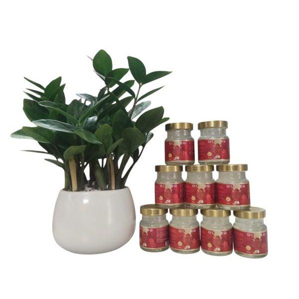 Yến Sào Cao cấp Khánh Hoà DR.RÂU Yến Chưng Đèn Phèn Món Quà Cao Cấp G58, G59