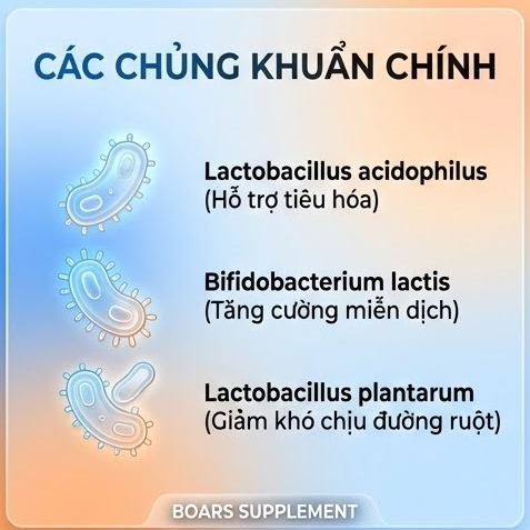 Viên uống Probiotic Complex Nutricost - Bổ Sung 50 tỷ lợi khuẩn, cải thiện hệ tiêu hoá