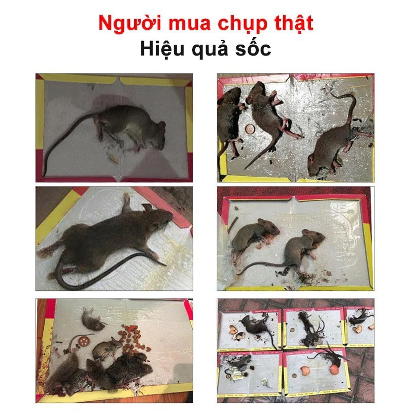 ✅ Hết Chuột! 20 Miếng Keo Dính Chuột Cao Cấp, Bẫy Dính Chắc Chắn, Bảo Vệ Gia Đình