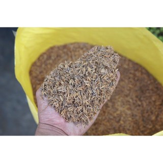 Vỏ Trấu Mục MekongTTS 50dm3 - Nguyên liệu trồng Cây - Phối Trộn Giá thể - Giữ Ẩm Cây