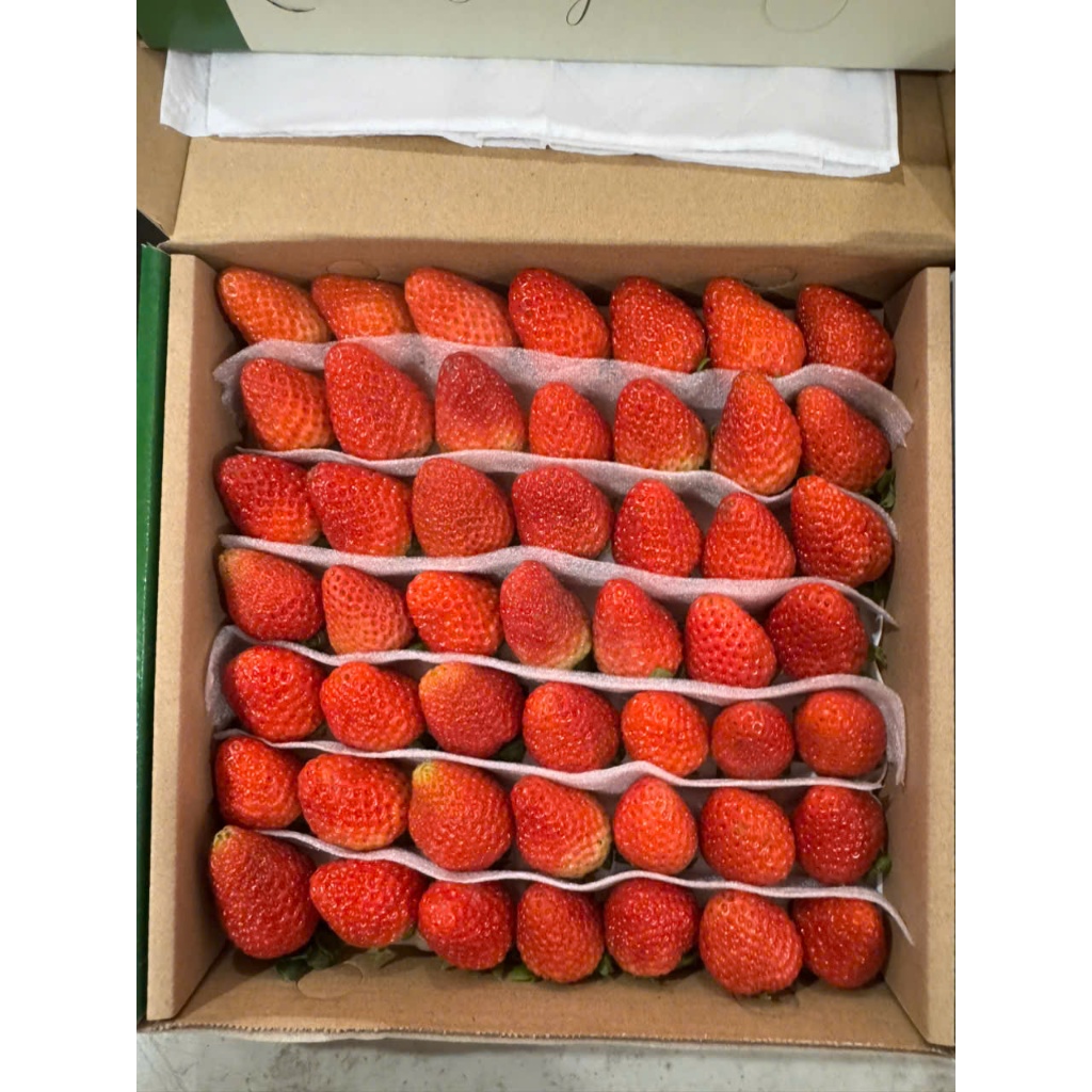🍓 DÂU TÂY AKI / SKY CẤP ĐÔNG SIZE 49/64 – TÚI 1KG 🍓
