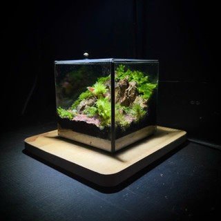 Terrarium Phong Thủy " An Lộc Sơn Lâm " QUÀ TẶNG TÊT Ý NGHĨA SANG TRỌNG VÀ TINH TẾ