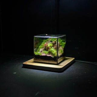 Terrarium Phong Thủy " An Lộc Sơn Lâm " QUÀ TẶNG TÊT Ý NGHĨA SANG TRỌNG VÀ TINH TẾ