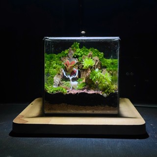 Terrarium Phong Thủy " An Lộc Sơn Lâm " QUÀ TẶNG TÊT Ý NGHĨA SANG TRỌNG VÀ TINH TẾ