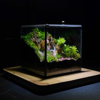 Terrarium Phong Thủy " An Lộc Sơn Lâm " QUÀ TẶNG TÊT Ý NGHĨA SANG TRỌNG VÀ TINH TẾ
