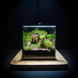 Terrarium Phong Thủy " An Lộc Sơn Lâm " QUÀ TẶNG TÊT Ý NGHĨA SANG TRỌNG VÀ TINH TẾ