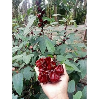 200 Hạt Giống Atiso Đỏ - Bụp Giấm Bình Thuận - Bông Siêu To