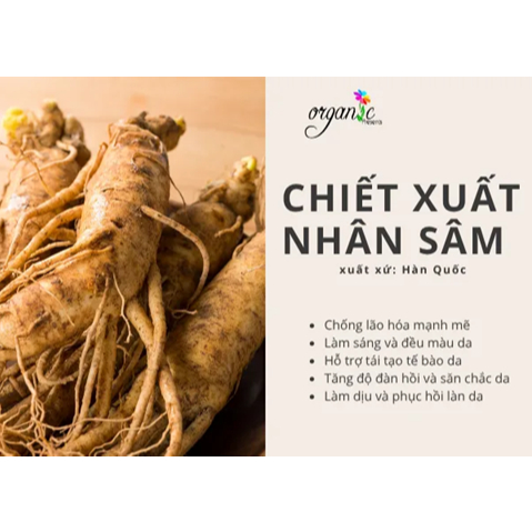CHIẾT XUẤT NHÂN SÂM (GINSENG EXTRACT - HÀN QUỐC)