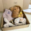 Set Quà Sinh Nhật Cute LINDO, Quà Tặng Sinh Nhật, 8/3, 20/10, 14/2, Các Dịp Đặc Biệt