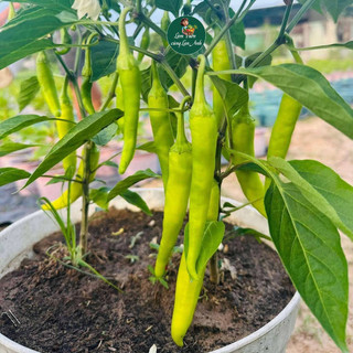 Hạt Giống Ớt Huế F1 Siêu Đậu Quả (Gói 30 Hạt) Dễ Trồng, Chịu Nhiệt Tốt, Trồng Quanh Năm