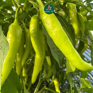 Hạt Giống Ớt Huế F1 Siêu Đậu Quả (Gói 30 Hạt) Dễ Trồng, Chịu Nhiệt Tốt, Trồng Quanh Năm