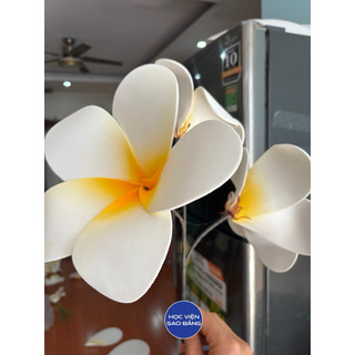 Hoa Chăm Pa, hoa đại múa văn nghệ, decor trang trí