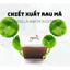 CHIẾT XUẤT RAU MÁ ( CENTELLA ASIATICA EXTRACT - ITALIA)