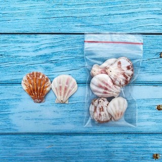 Vỏ Sò Trang Trí Đục Lỗ Sẵn - Vỏ Ốc Có Lỗ Decor Làm Handmade Nhiều Size Mini Đến To (1 Túi)