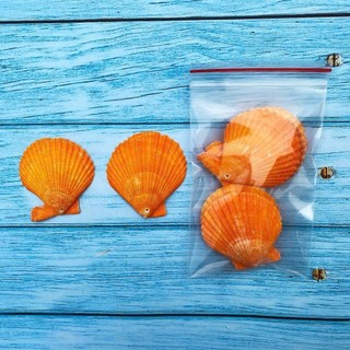 Vỏ Sò Trang Trí Đục Lỗ Sẵn - Vỏ Ốc Có Lỗ Decor Làm Handmade Nhiều Size Mini Đến To (1 Túi)
