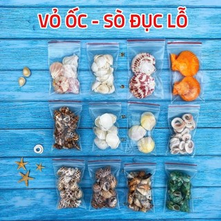 Vỏ Sò Trang Trí Đục Lỗ Sẵn - Vỏ Ốc Có Lỗ Decor Làm Handmade Nhiều Size Mini Đến To (1 Túi)