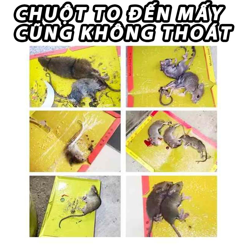Bẫy chuột dán keo siêu dính, Keo Dính Chuột Siêu Dính (có mồi) ,, gián, ruồi, thần bẫy chuột cho nhiều mục đích