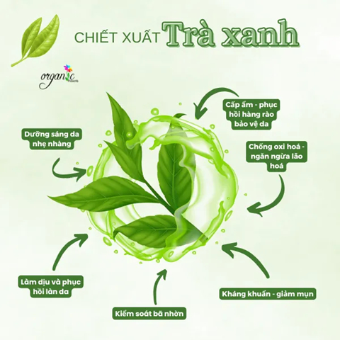 CHIẾT XUẤT TRÀ XANH (GREENTEA EXTRACT - ITALIA)