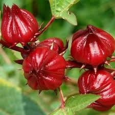 Siro hoa Atiso đỏ 1 lít ( không kèm hoa), 1 lít nước cốt Hoa Atiso đỏ ngâm đường phèn.