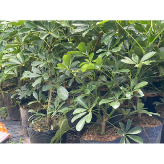 Chậu mềm Ngũ Gia Bì - Trang Trí Nội Thất - Lọc Không Khí - Đuổi Muỗi - Vườn Như Ngọc