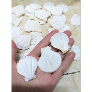 100gram vỏ sò Kim cương màu trắng tự nhiên kích thước~ 2.5-4cm