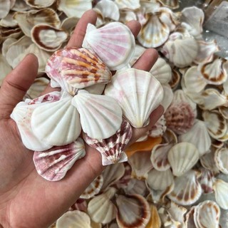 100gram vỏ sò Kim cương màu trắng tự nhiên kích thước~ 2.5-4cm