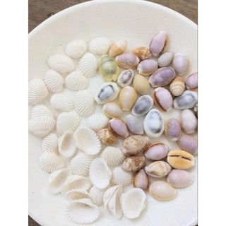 60-120 gram Vỏ ốc vỏ sò mini 1-3cm trang trí,làm tranh, làm đồ thủ công