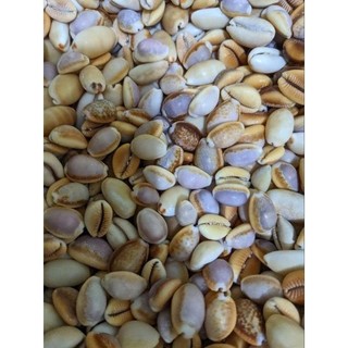 60-120 gram Vỏ ốc vỏ sò mini 1-3cm trang trí,làm tranh, làm đồ thủ công