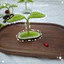 Kẹp tóc Mầm Cây, Nấm Bằng Len Handmade