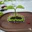 Kẹp tóc Mầm Cây, Nấm Bằng Len Handmade